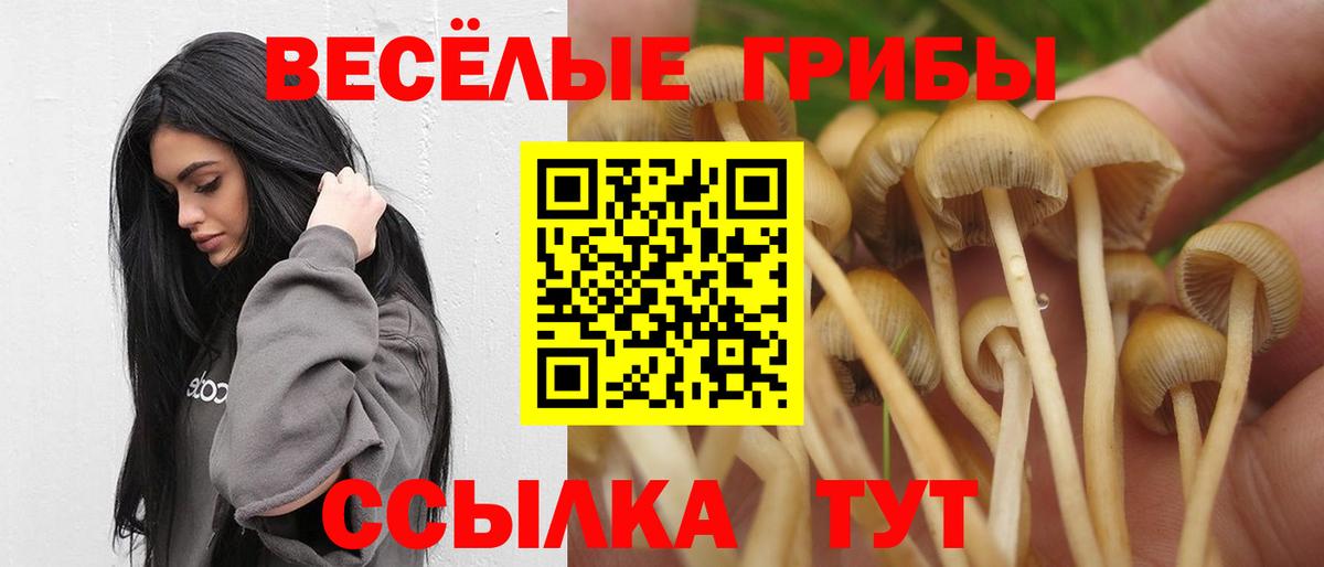 Галлюциногенные грибы Psilocybe Тверь